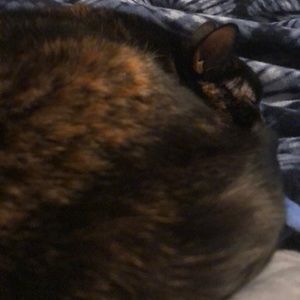 Meet your Posher, Ciera